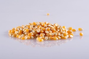 Popcorn ziarno kukurydzy na wagę